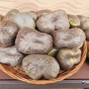 하늘에 주렁주렁 &#34;하늘마&#34; 수확 시기 심는 시기 효능과 보관방법 이미지