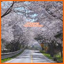 백민미술관 | [보성여행] 보성벚꽃 축제장소 대원사 왕벚꽃터널길 드라이브