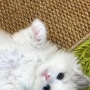 고양이이야기 | 진영고양이분양 후기 렉돌 직접 보고 데려온 이야기