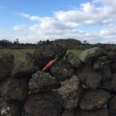 나른한 당근 이미지