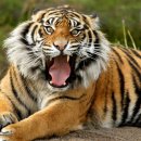 조아가든 이미지