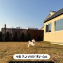 멍,멍# | [여주 애견동반 숙소] 잔디마당 있는 감성 독채 펜션 아이멍스테이 후기