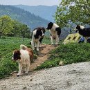 약산농장 이미지