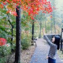국립백두대간수목원 야외화장실A | 숨겨진 힐링여행지, 정선 백두대간 생태수목원(2/2) / 숲속의집 함박꽃나무, 치유숲길