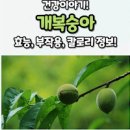 개복숭아 효능, 칼로리 및 부작용, 개복숭아 효소 효능 이미지