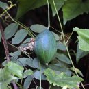 하늘타리 이미지