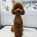 포시랍개 이미지