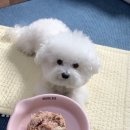 싱포밀 이미지