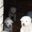 풍월농장 이미지