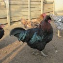 대안축산 이미지