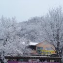 자연인산약초