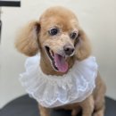 아미고펫 이미지