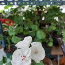 힐링천사약국 이미지