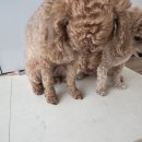 팻번 | [팻번] 강아지다이어트영양제(가수분해 연어) 반신반의하며 먹여본 후기