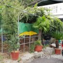 송화농장 이미지