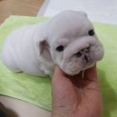 밥먹는하마 이미지