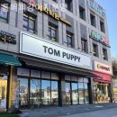 톰퍼피 강아지 분양 이미지