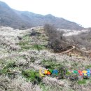 섬진농원 이미지