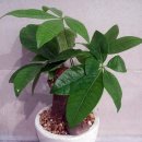 중앙꽃집 이미지