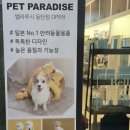 벨라루시 펫살롱 네이버블로그