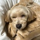 예뻐지개 | 파주 꼼꼼한 애견미용 “이뻐지개” 재방문후기