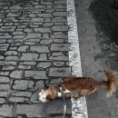 개이쁜냥 이미지