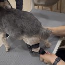 pets onp(펫츠오앤피)강아지 무릎 보조기 내돈내산 후기 ! / 강아지십자인대 수술 vs 비수술 / 강아지...