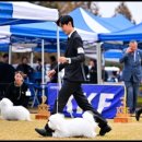 라운지펫 네이버블로그