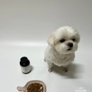 지디에프바이오 | 강아지유산균 가치두리 후기!강아지 장건강 챙겨주기 프로젝트
