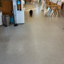 하이멍 | 부산 강서구 애견카페 | 하이멍 후기 닥스훈트와 다녀온 넓은 애견운동장🐶