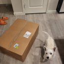 하나켄넬 이미지