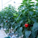 지열농장 이미지