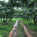 강대농장 이미지