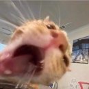 깡촌강쥐 이미지