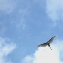 하늘을 날다 이미지