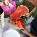 마리장풍숲 이미지