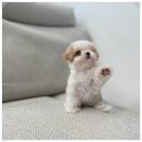 부산강아지분양 유독 이미지