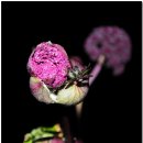 곰배령설피마을 이미지