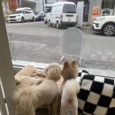 땡큐베리도그