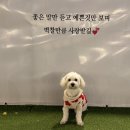 어뮤즈퍼피 이미지