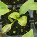 봉화농업기술센터 이미지