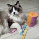 캣츄 | 맛있게 잘먹는 페페로니 캣츄 후기!