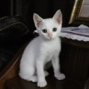 미냥이 이미지