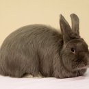 폭스(FOX) 이미지