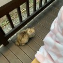 여행가방펜션 | 산청 가족여행ㅣ숙소 추천 &#39;산골의아침펜션&#39; 내돈내산후기 (에어비앤비 예약)