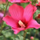 여우쉼터 이미지