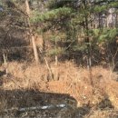 노일리(구룡밭) 이미지