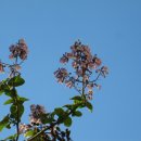 오동나무 이미지