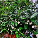 삼우화로도 불리는 향기로운 꽃 크레이프자스민(crape jasmine) 이미지