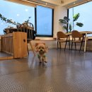 맑은해유치원 | 면목애견카페 똥강아지카페 내돈내산 중랑구애견유치원